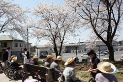 敷地内の桜を眺める様子