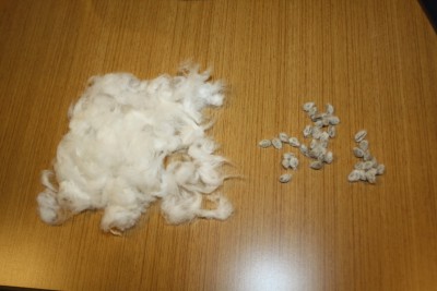 綿繰り機で分離された綿と種