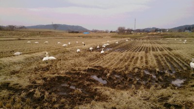 飛来した白鳥の様子その１