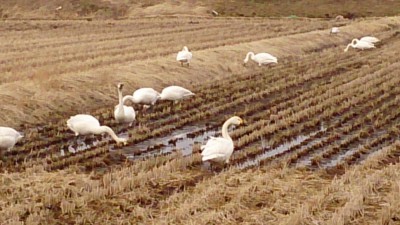 飛来した白鳥の様子その２