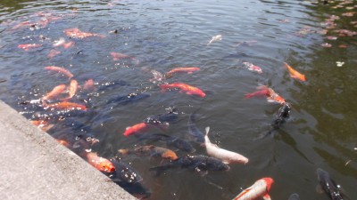 池の鯉の様子