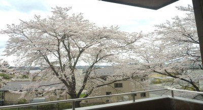 施設の桜