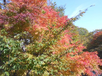 入所紅葉ドライブの様子その1