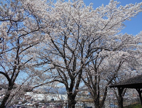 満開の桜５