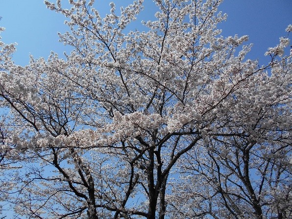 満開の桜１