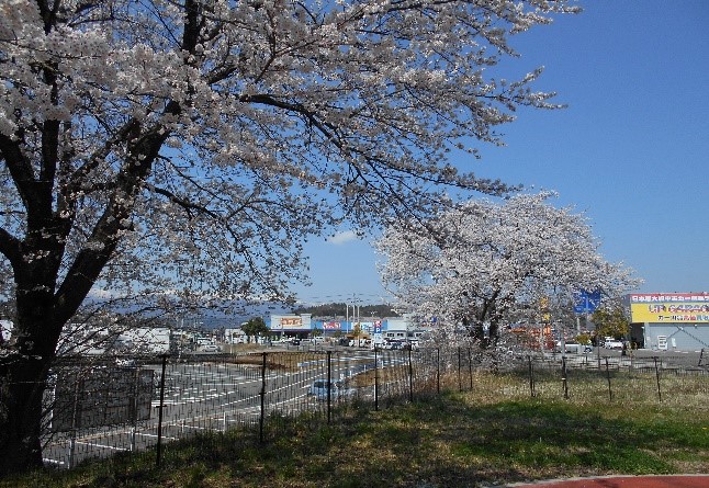 満開の桜２