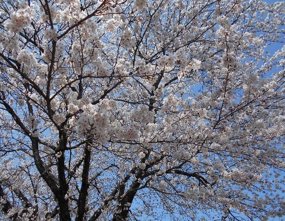 満開の桜３